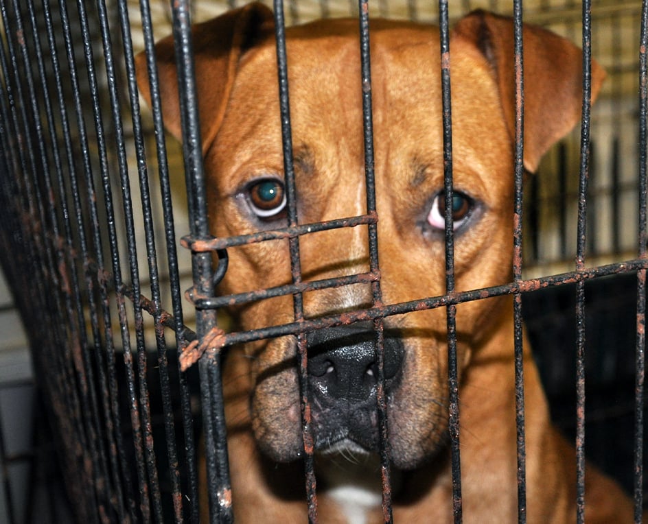 sad dog looks out from a cage barely large enough for them to turn around